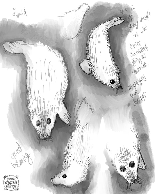 Day 11. Tuning into grey seal