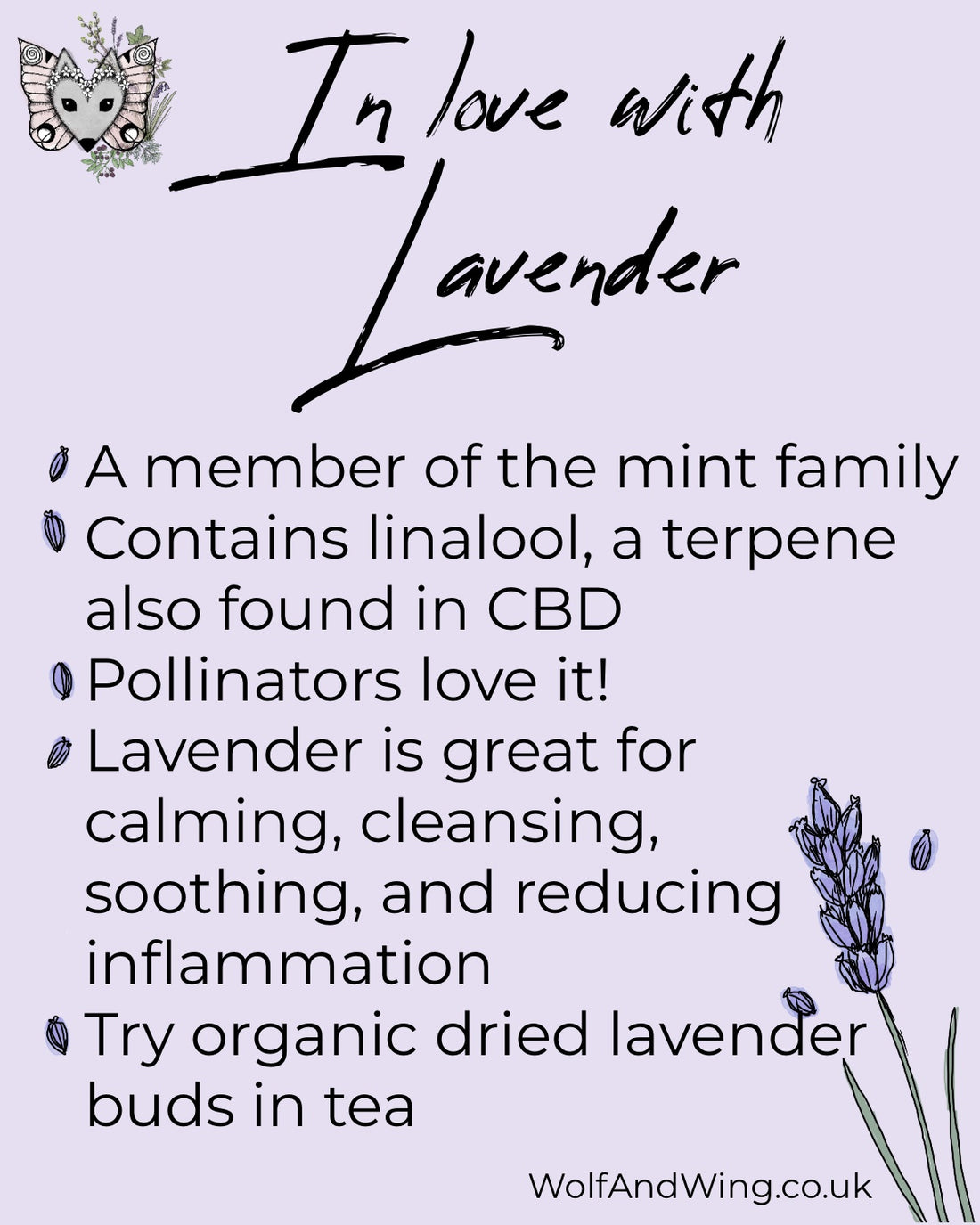 Day 40. Ascending to Imbolc. In love with lavender