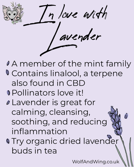 Day 40. Ascending to Imbolc. In love with lavender